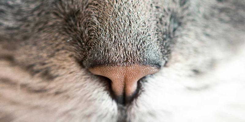 定制金属工艺新高度：恩尼斯钣金加工如何保障高端商用厨房设备的密封与强度